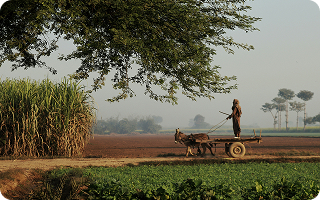 Agriculture